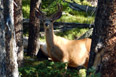 Young buck on trail to Mirror Lake