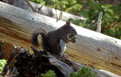 Douglas (Pine, or Chickaree) squirrels on trail to Mirror Lake