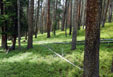 The green forest floor along the trail below Mirror Lake