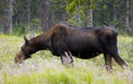 Moose along the dirt road, a couple miles from the Corral Creek Trailhead