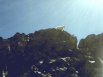 Mountain goat just off the trail to Grays and Torreys Peak