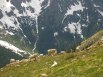 Looking down at Mountain Goats with Chicago Basin below, taken at about 12,000 feet from the southeast finger of the south ridge of Mount Eolus