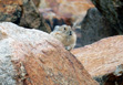 Navajo_10_Pika_DSCN3210.JPG