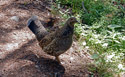 Dusky Grouse on the Timber Lake Trail in Rocky Mountain National Park