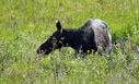 Moose grazing along Timber Lake trail in Rocky Mountain National Park