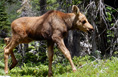 Moose calf at Timber Lake in Rocky Mountain National Park