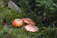 Amanita muscaria (Fly Agaric) mushrooms above Lion Lake No 1