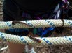 Australian leeches sucking blood out of the static rope