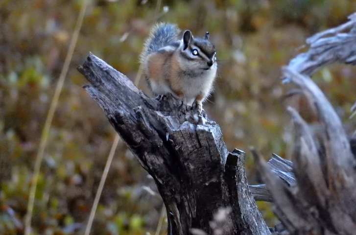 Chipmunk at Lawn Lake with bright eye caused by flash