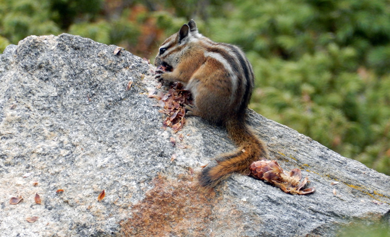Chipmunk eating a pinecone along the Lawn Lake Trail