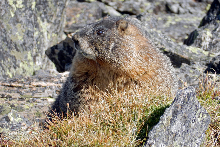 Marmot along the Mount Ida Trail on the Continental Divide