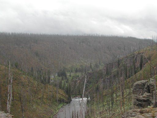 Fire damage in Yellowstone Park, 15 years after the 1988 fire