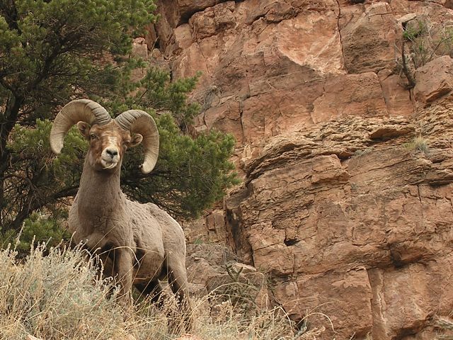 Big Horn Sheep along Shelf Road, between the Gym area and Cripple Creek