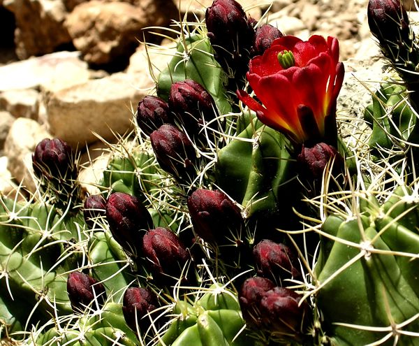 Cactus Blooming in the Gallery area, Shelf Road