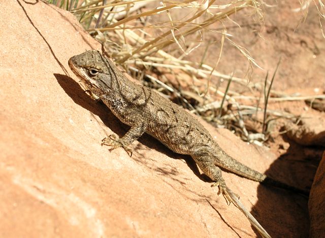 Local Lizzard on the rock