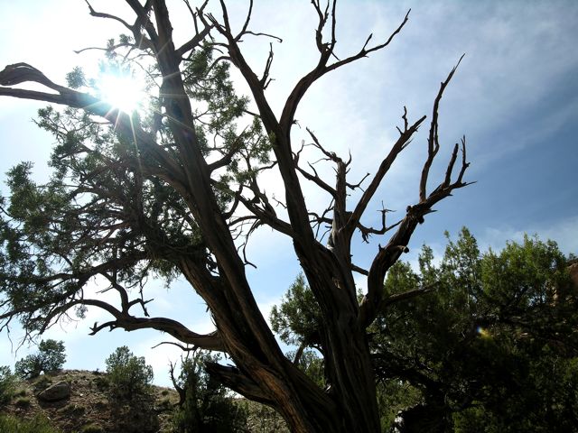 Desert tree with sunny sky background at the Colorado National Monument