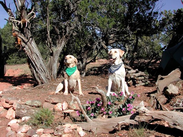Lady and Crimper, Yellow Labs residing at the CHRanch, just south of Shelf Road