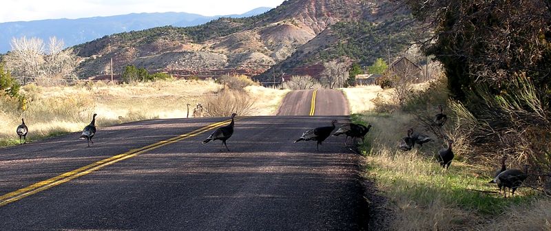 Wild Turkey crossing the road, between Cañon City and Shelf Road